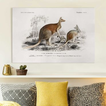 Stampa su tela - bordo Vintage Kangaroo - Orizzontale 2:3
