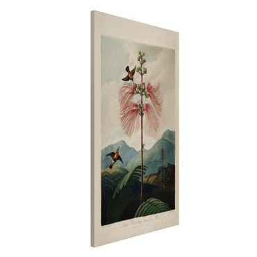 Lavagna magnetica - illustrazione d'epoca Botanica Fiore e colibrì - Formato verticale 4:3