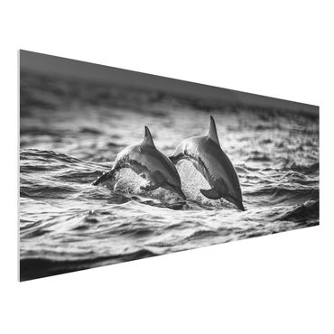 Quadro in forex - Due delfini che saltano - Panoramico
