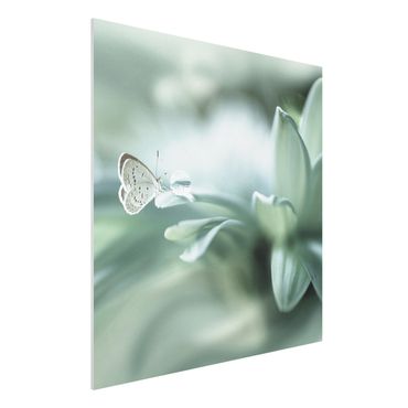 Quadro in forex - Farfalla E Gocce di rugiada In Pastel Verde - Quadrato 1:1