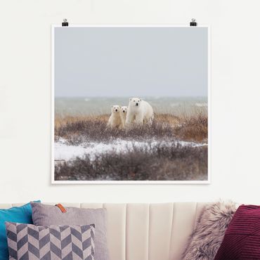 Poster - Orso polare e suoi cuccioli - Quadrato 1:1