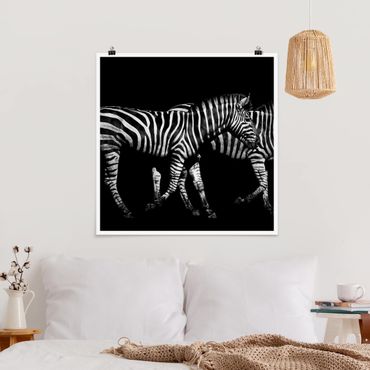 Poster - Zebra In The Dark - Quadrato 1:1