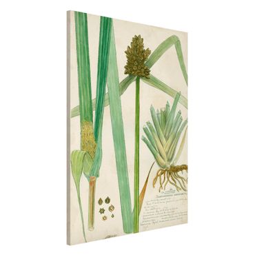 Lavagna magnetica - Vintage Botanica Disegno Erbe III - Formato verticale 2:3