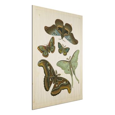 Stampa su alluminio spazzolato - Vintage Illustrazione di farfalle esotiche II - Verticale 4:3