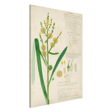 Lavagna magnetica - Vintage Botanica Disegno Erbe IV - Formato verticale 2:3