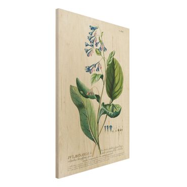 Stampa su legno - Vintage botanica Lungwort - Verticale 3:2