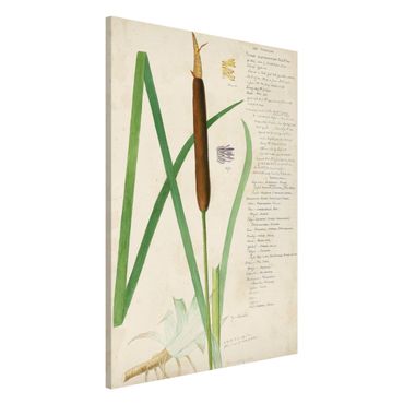 Lavagna magnetica - Vintage Botanica Disegno Erbe II - Formato verticale 2:3