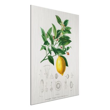 Stampa su alluminio spazzolato - Botanica Vintage Illustrazione Di Limone - Verticale 4:3