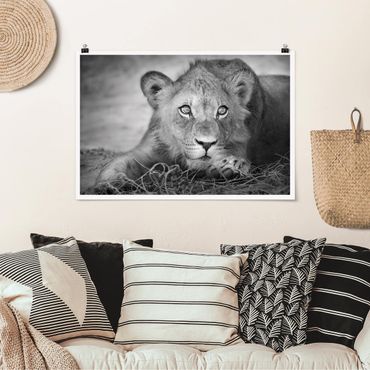 Poster - agguato Lionbaby - Orizzontale 2:3