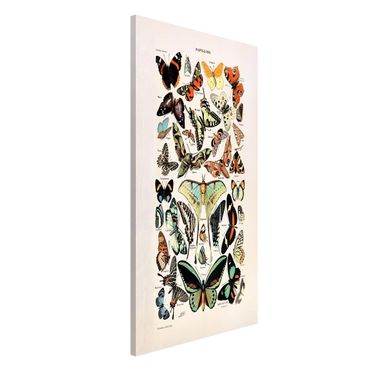 Lavagna magnetica - Vintage Consiglio farfalle e falene - Formato verticale 4:3