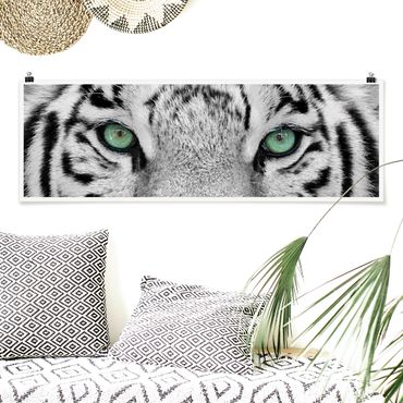Poster - white Tiger - Panorama formato orizzontale