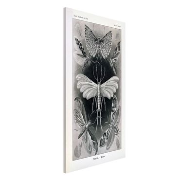 Lavagna magnetica - Vintage Consiglio falene e farfalle - Formato verticale 4:3