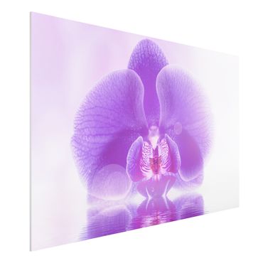 Quadro in forex - Purple Orchid on water - Orizzontale 3:2