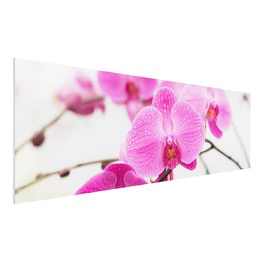 Quadro in forex - Close-up of orchid - Panoramico