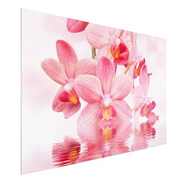 Quadro in forex - Pink Orchid on water - Orizzontale 3:2