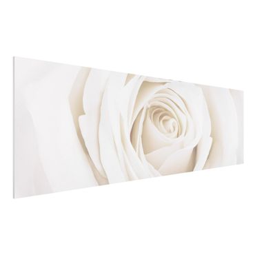 Quadro in forex - Pretty White Rose - Panoramico