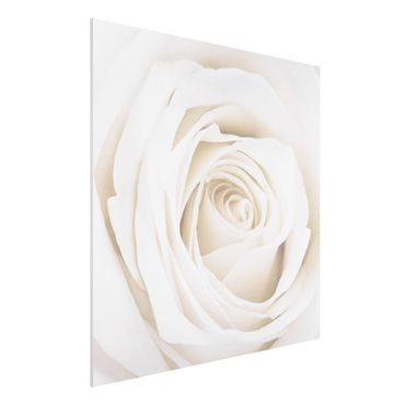 Quadro in forex - Pretty White Rose - Quadrato 1:1