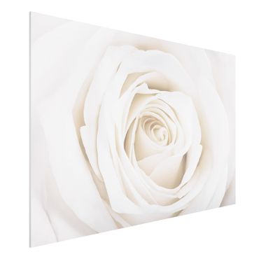 Quadro in forex - Pretty White Rose - Orizzontale 3:2