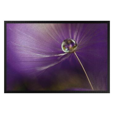 Zerbino - Dandelion in violet