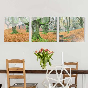 Quadro in vetro - Beech Forest In The Gorbea Natural Park In Spain - 3 parti