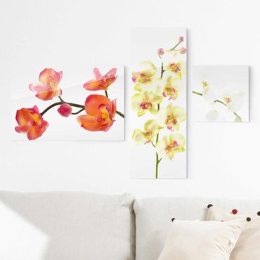 Quadro in vetro - Orchids - Collage a 3 parti