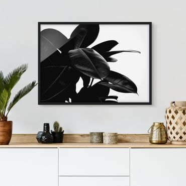 Poster con cornice - Foglie dell'albero della gomma bianco e nero