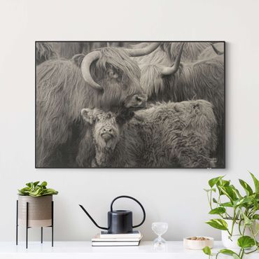 Quadro intercambiabile - Famiglia di bovini delle Highlands