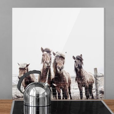 Paraschizzi in vetro - Cavallo d'Islanda - Quadrato 1:1