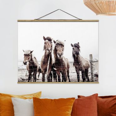 Foto su tessuto da parete con bastone - Cavallo d'Islanda - Orizzontale 4:3