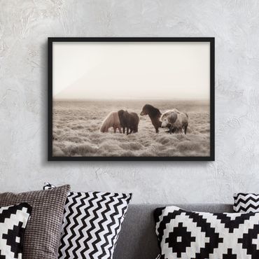 Poster con cornice - Cavallo selvaggio d'Islanda