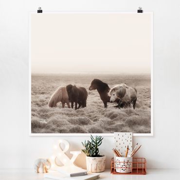 Poster - Cavallo selvaggio d'Islanda