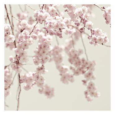Carta da parati - Danza di fiori di ciliegio