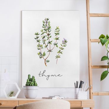 Quadro su tela - Illustrazione di erbe aromatiche timo