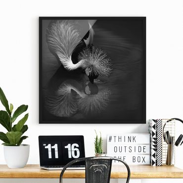 Poster con cornice - Inchino di una gru coronata in bianco e nero