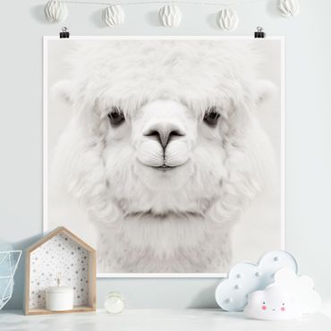 Poster - Alpaca che sorride