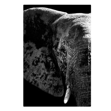 Stampa su tela African Elephant black and white - Verticale 2:3