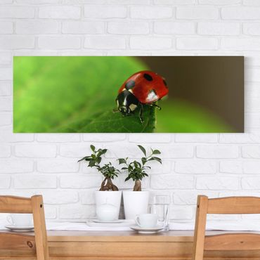 Stampa su tela - Ladybird - Panoramico
