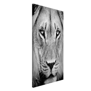 Lavagna magnetica - Old Lion - Formato verticale 4:3