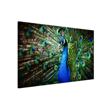 Lavagna magnetica - Noble Peacock - Formato orizzontale