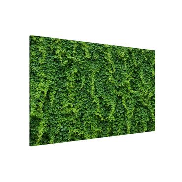 Lavagna magnetica - Ivy - Formato orizzontale
