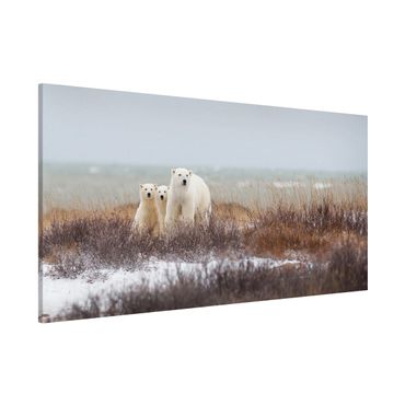 Lavagna magnetica - Orso polare e suoi cuccioli - Panorama formato orizzontale