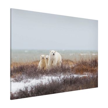 Lavagna magnetica - Orso polare e suoi cuccioli - Formato orizzontale 3:4