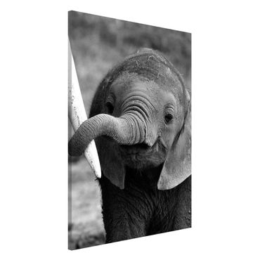 Lavagna magnetica - Baby Elephant - Formato verticale 2:3
