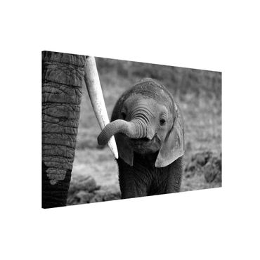 Lavagna magnetica - Baby Elephant - Formato orizzontale 3:2