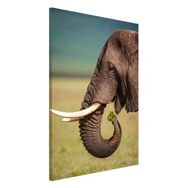 Lavagna magnetica - Elefanti alimentazione a Africa - Formato verticale 2:3