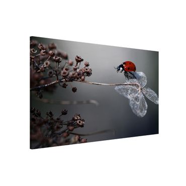 Lavagna magnetica - Ladybug on Hydrangea - Formato orizzontale 3:2
