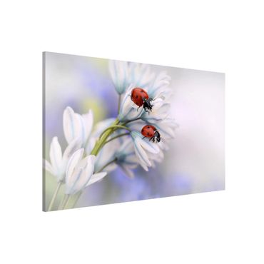 Lavagna magnetica - Ladybugs Couple - Formato orizzontale 3:2