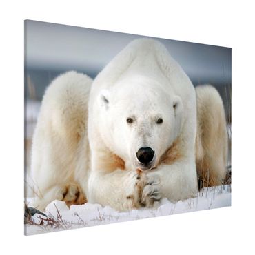 Lavagna magnetica - Orso polare contemplativa - Formato orizzontale 3:4