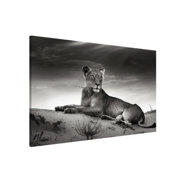 Lavagna magnetica - Resting Lion - Formato orizzontale