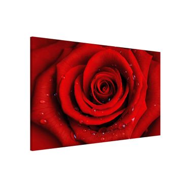 Lavagna magnetica - Red Rose With Water Drops - Formato orizzontale